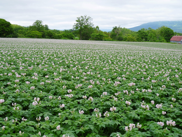 北海道登山旅行レポート 雨のチセヌプリ(1,134.2M) に登る_d0170615_7732.jpg