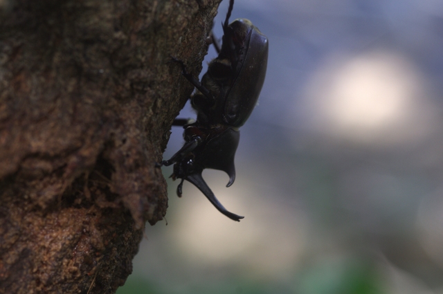 Quelques insectes du jardin_b0269519_10115466.jpg