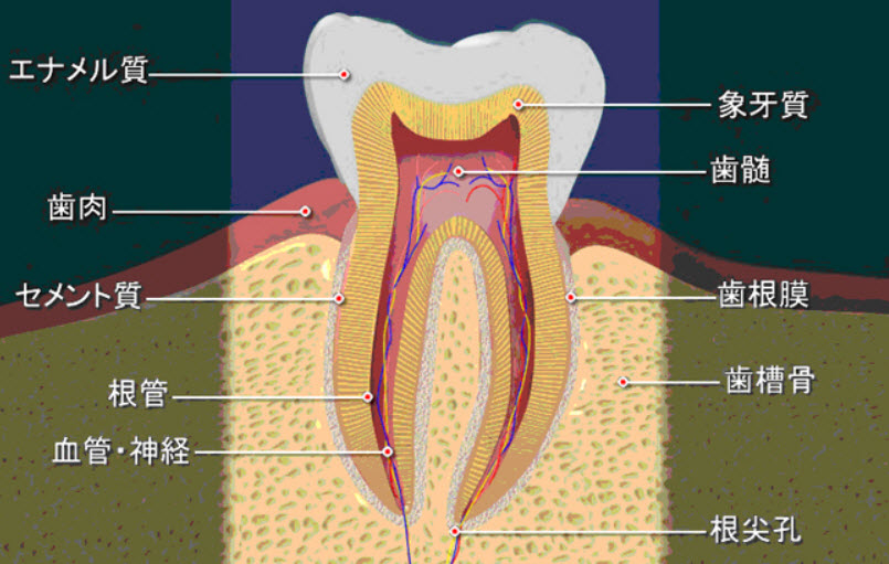 根管治療 ルートカナル 素顔の私