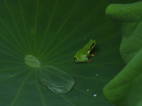 蓮撮影_c0077531_0325690.jpg