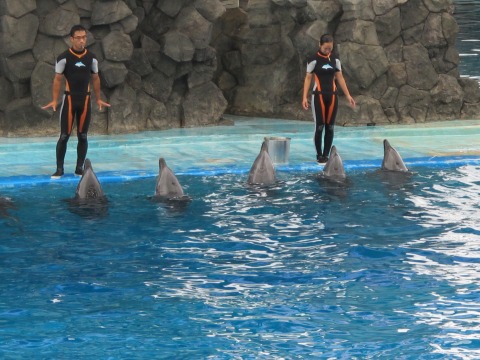 水族館_c0077531_15446.jpg
