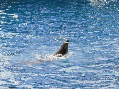 水族館_c0077531_16874.jpg