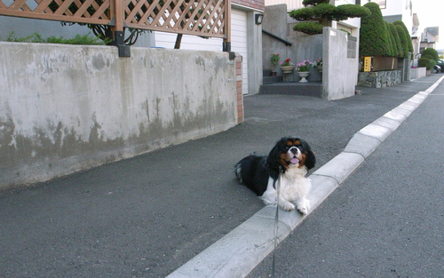 暑いと思ってたら、たいしたこと無かった。_c0051132_215522.jpg