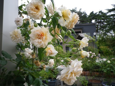 バフビューティー_e0086738_22402424.jpg