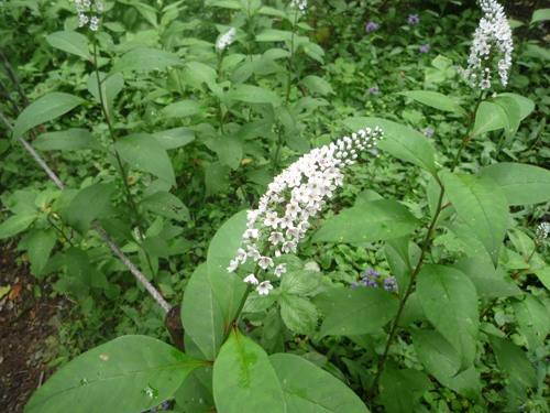 お庭の花と実・・・田舎で_b0045357_826660.jpg