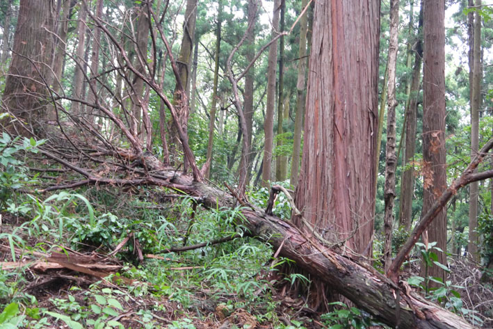 二手に別れ、六国見山森林公園の手入れを実施（7・21）_c0014967_1901511.jpg