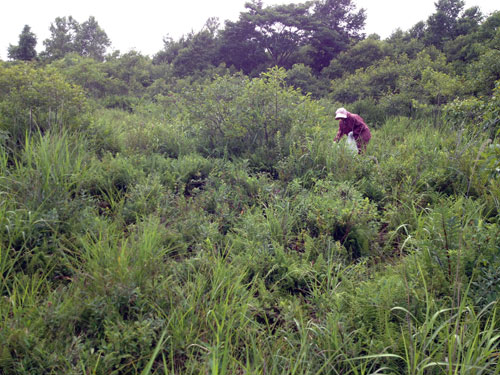 勇払原野 ハスカップ群生地 文化 を勝手に語る 勇払原野 ハスカップ群生地 文化 を勝手に語る
