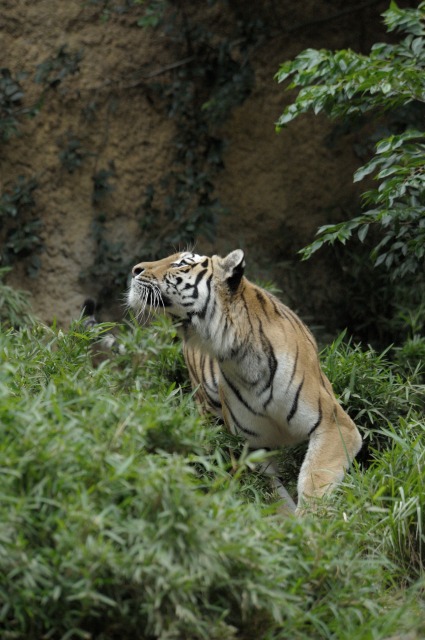 シズカキャッチ　１_a0188771_2324174.jpg