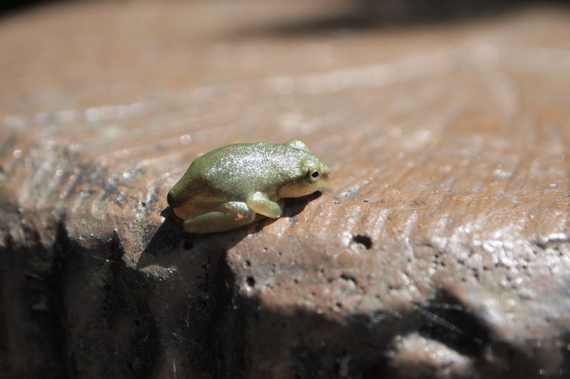 アマガエルの子どもたち_b0108186_2344558.jpg