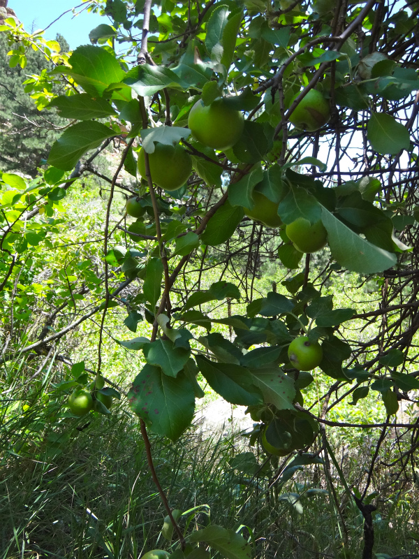 Colorado Trail running Day.1 Boulder Green Mountain 2012/07/21 _b0220886_13274964.jpg