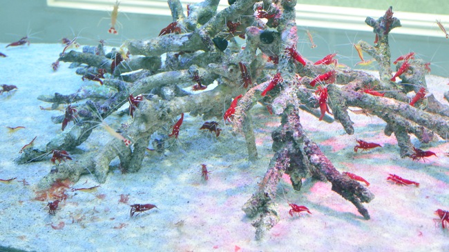e0240394_46236.jpg