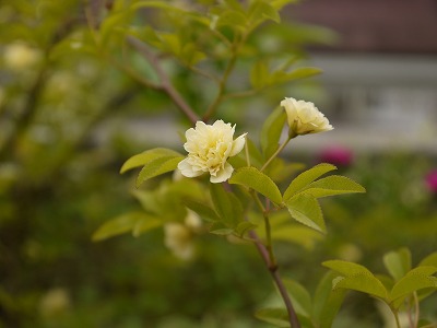 春から夏への風景_a0233896_170584.jpg