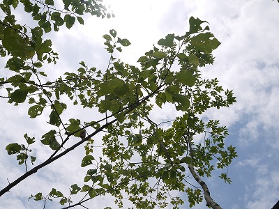 春から夏への風景_a0233896_17203934.jpg