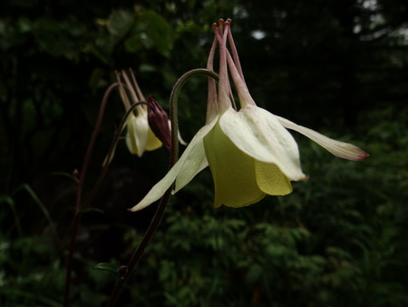 池の平湿原花情報_e0120896_6583330.jpg