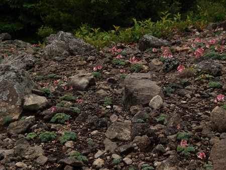 池の平湿原花情報_e0120896_711943.jpg