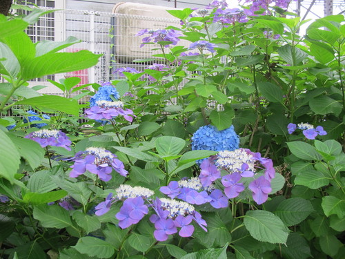 あつみ温泉、温海（あつみ）川沿いに咲く紫陽花（７）_c0075701_2143279.jpg