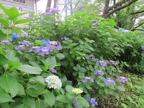 あつみ温泉、温海（あつみ）川沿いに咲く紫陽花（７）_c0075701_21432912.jpg