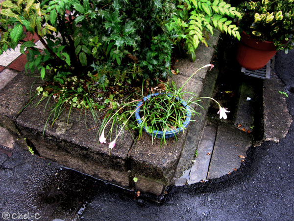 a0154706_132311.jpg