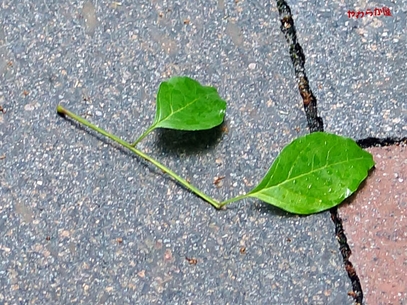 b0134907_9175818.jpg
