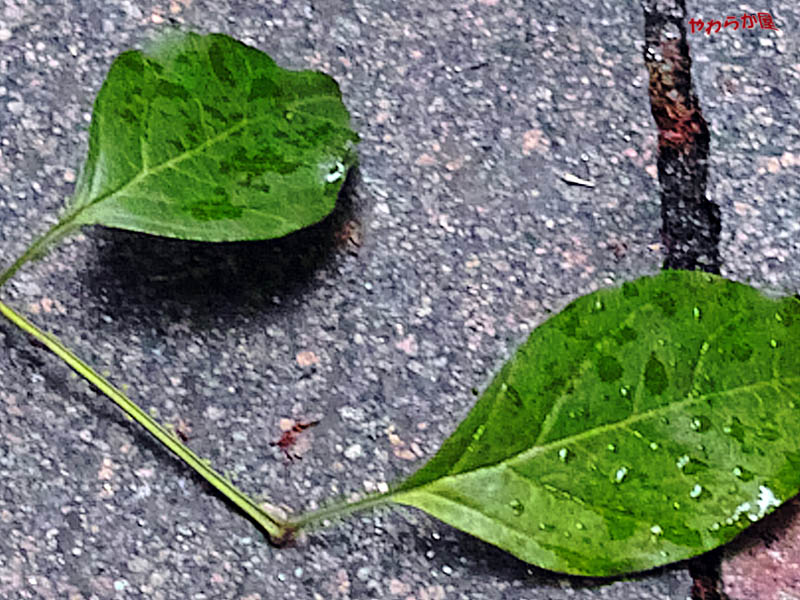 b0134907_9195136.jpg