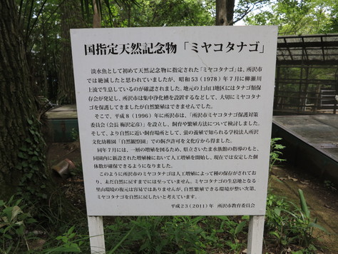 所沢文化幼稚園 梅沢定彦先生_d0130714_21292554.jpg