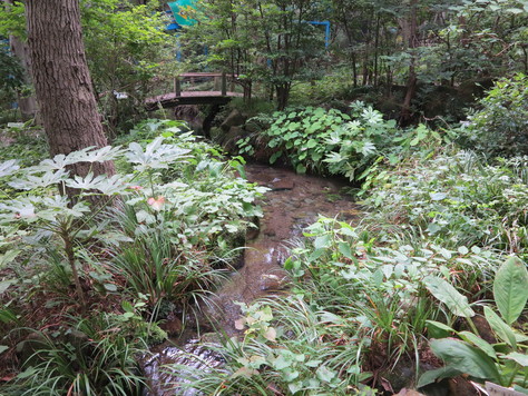 所沢文化幼稚園 梅沢定彦先生_d0130714_2131229.jpg