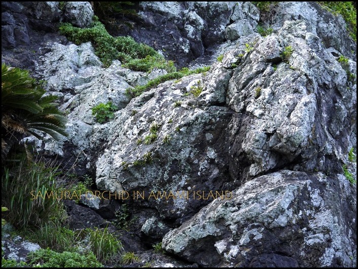 風蘭の自生地 IN AMAMI : □ サムライ オーキッド □ 富貴蘭 セレクト