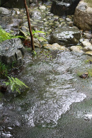 突然の激しい雨に_b0199526_15955.jpg