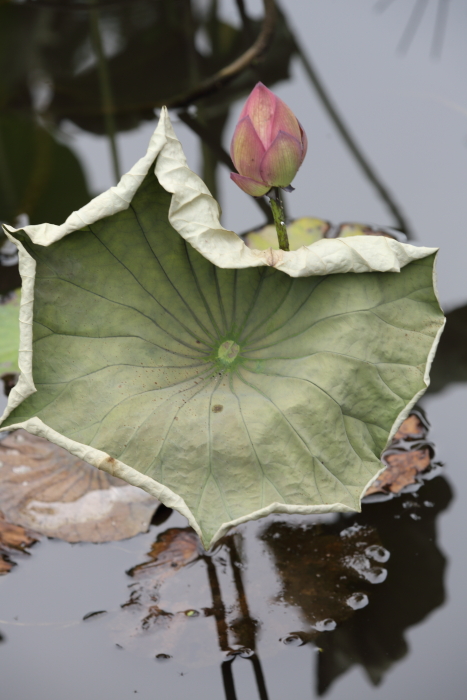 わが町にも蓮の花が・・・_c0215627_17184275.jpg