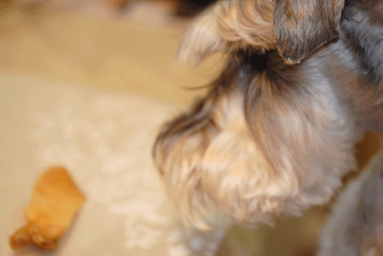 c0236228_13324391.gif