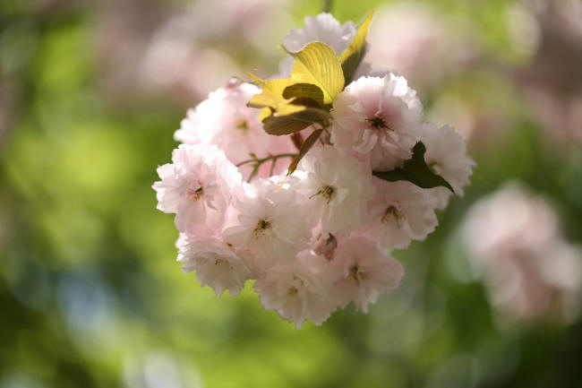 フローラルガーデンおぶせ　フリルの八重桜　_f0017530_21105499.jpg