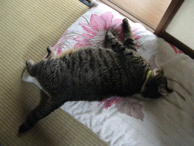 イルカに乗った猫~ワイルドでしょ?_b0134745_14553316.jpg