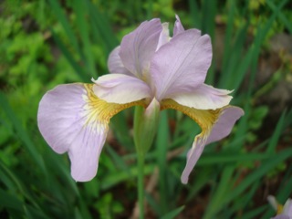 森のおうちの夏の花々_f0198556_22252473.jpg