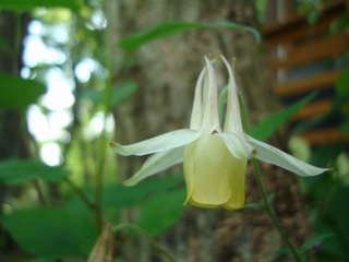 森のおうちの夏の花々_f0198556_2229189.jpg