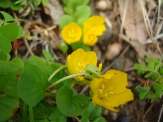 森のおうちの夏の花々_f0198556_22305275.jpg