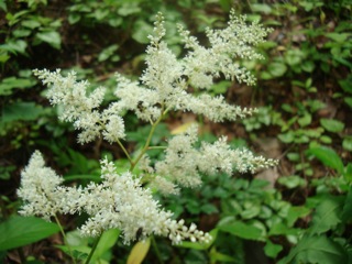 森のおうちの夏の花々_f0198556_22385418.jpg