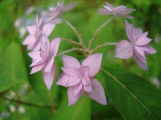 森のおうちの夏の花々_f0198556_22395890.jpg