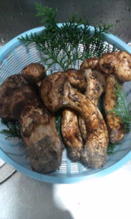 プチ便り(松茸)_a0206870_1102585.jpg
