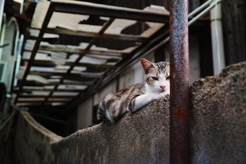 ** beautiful cat **　-番外-　尾道の猫_d0268185_20354774.jpg