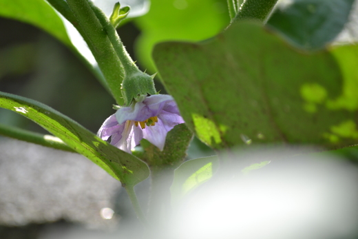白ナスの花 Hikarino Hitokakera ひかりのひとかけら 白ナスの花 Hikarino Hitokakera ひかりのひとかけら