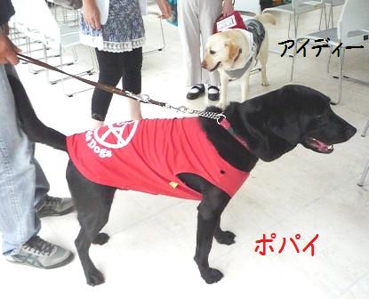 飛行犬撮影会_e0252488_1157444.jpg