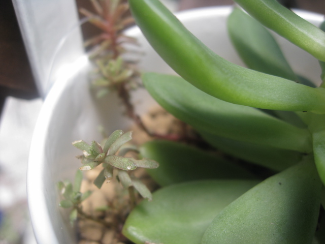 セダムを食べてた虫 Bon Ju Ru Mi Cafe セダムを食べてた虫 Bon Ju Ru Mi Cafe