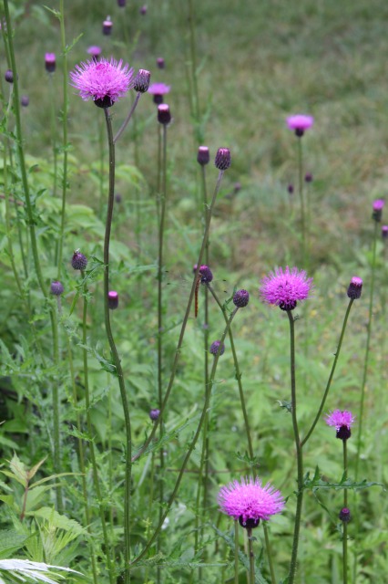 c0213096_1151535.jpg