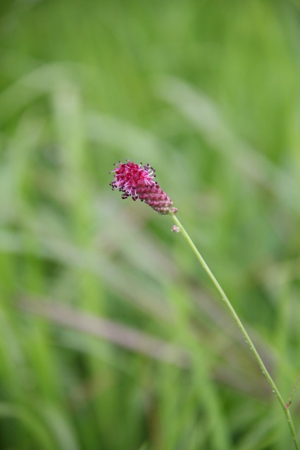 c0213096_11562480.jpg