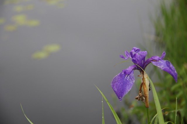 c0213096_12155199.jpg