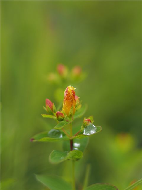 草津白根、最後は花で_f0224100_22241437.jpg