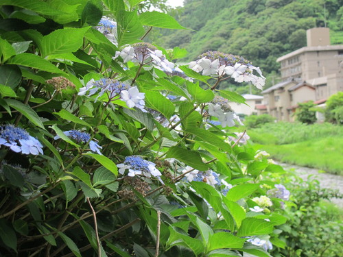 温海（あつみ）川沿いに咲く紫陽花（１０）_c0075701_2123680.jpg