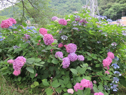 温海（あつみ）川沿いに咲く紫陽花・・１２_c0075701_2136960.jpg