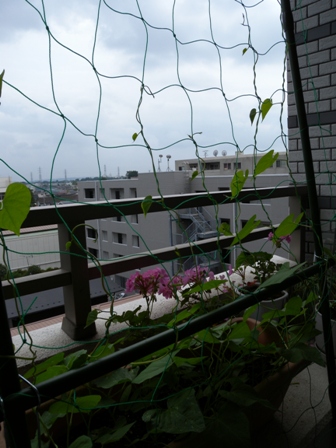 ベランダ活動_d0140705_12315198.jpg