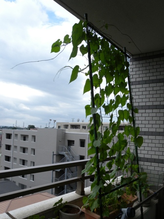 ベランダ活動_d0140705_12344479.jpg